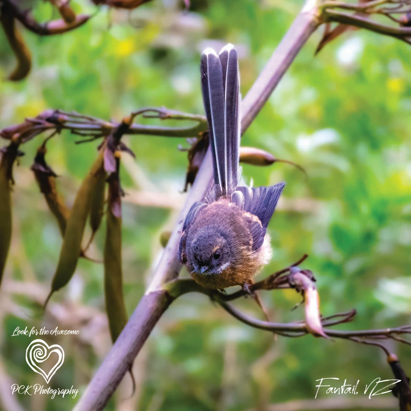 Fantail Tote Bag - PCK Photography