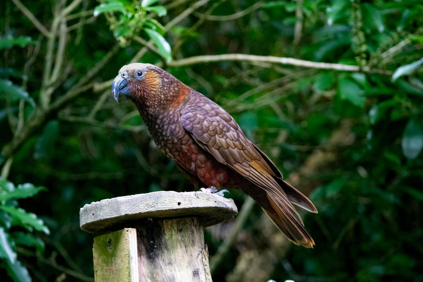 Kākā - PCK Photography