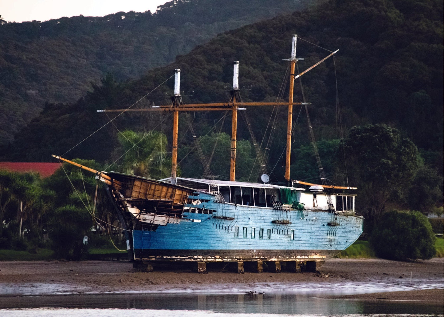 Kelly Tarlton's Tui - PCK Photography