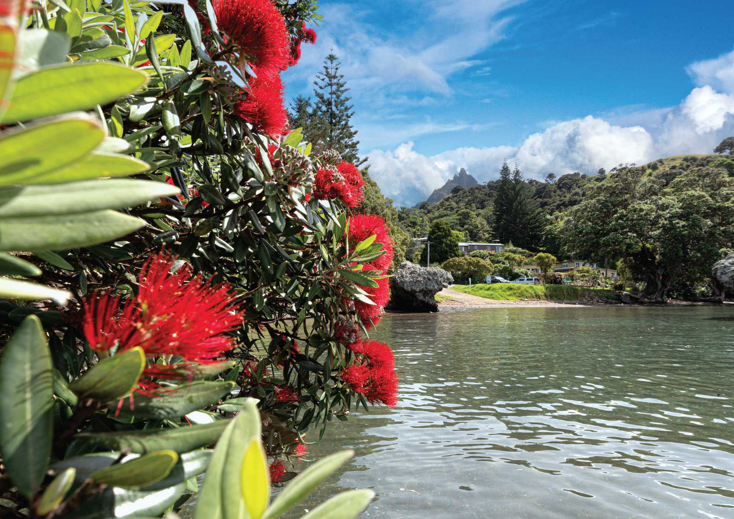 Little Munro Bay Pohutakawa - PCK Photography