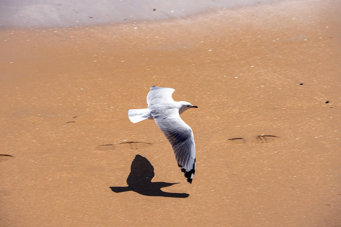 Paihia Seagull - PCK Photography