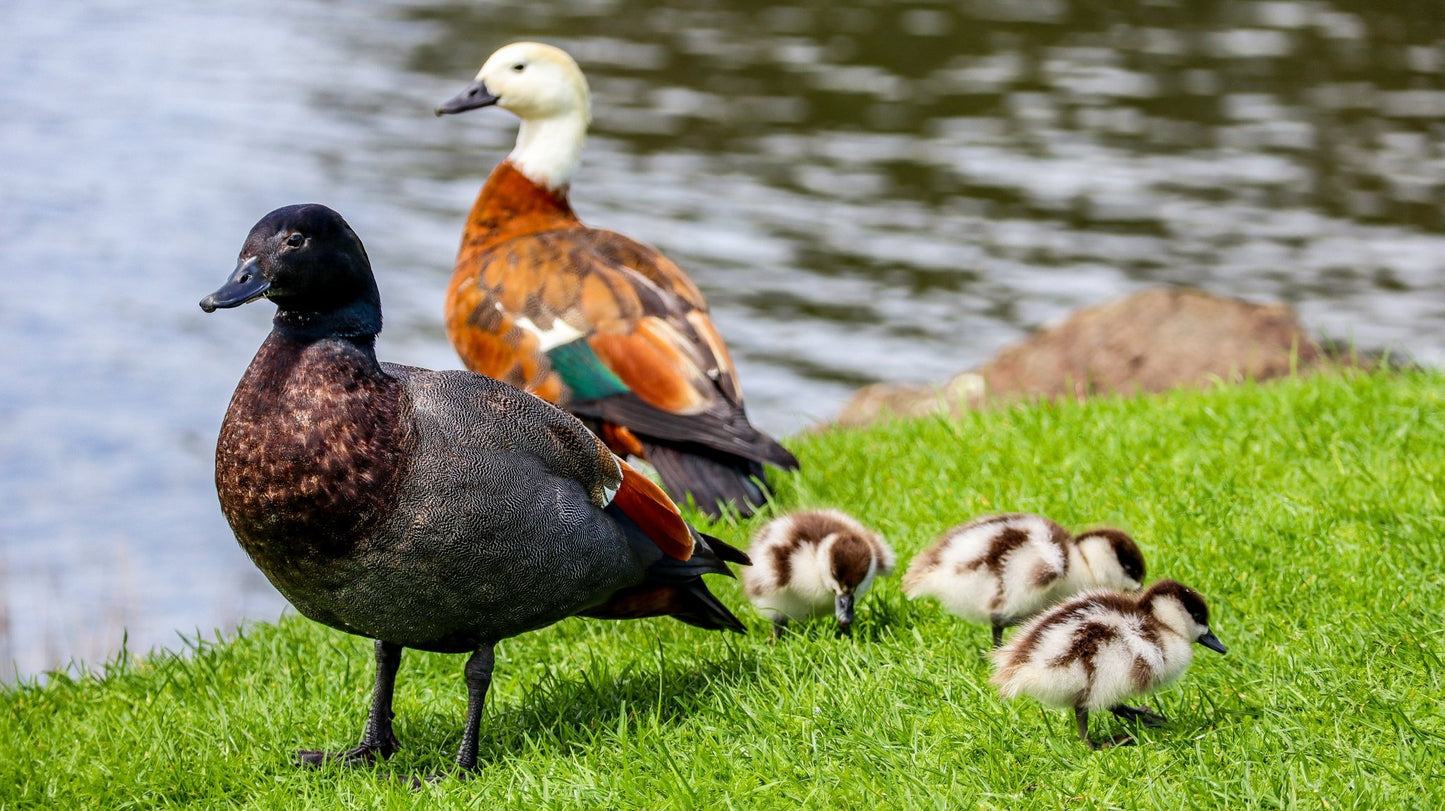 Paradise Ducks - PCK Photography