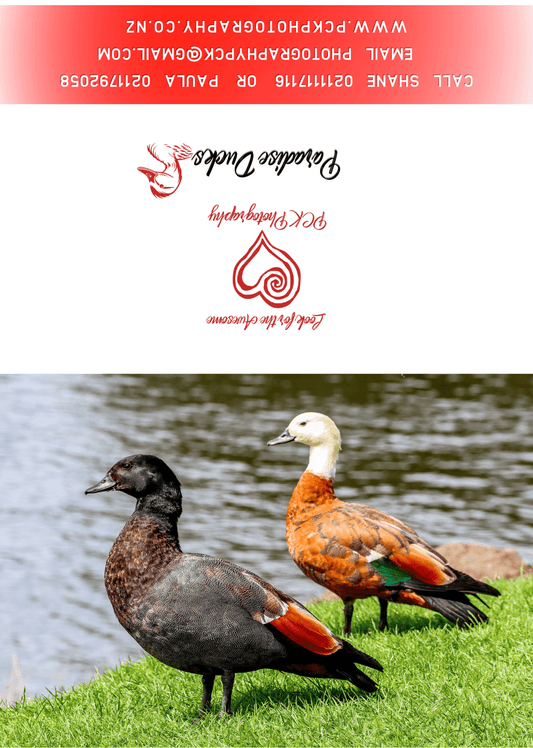 Paradise Ducks Greeting Card - PCK Photography