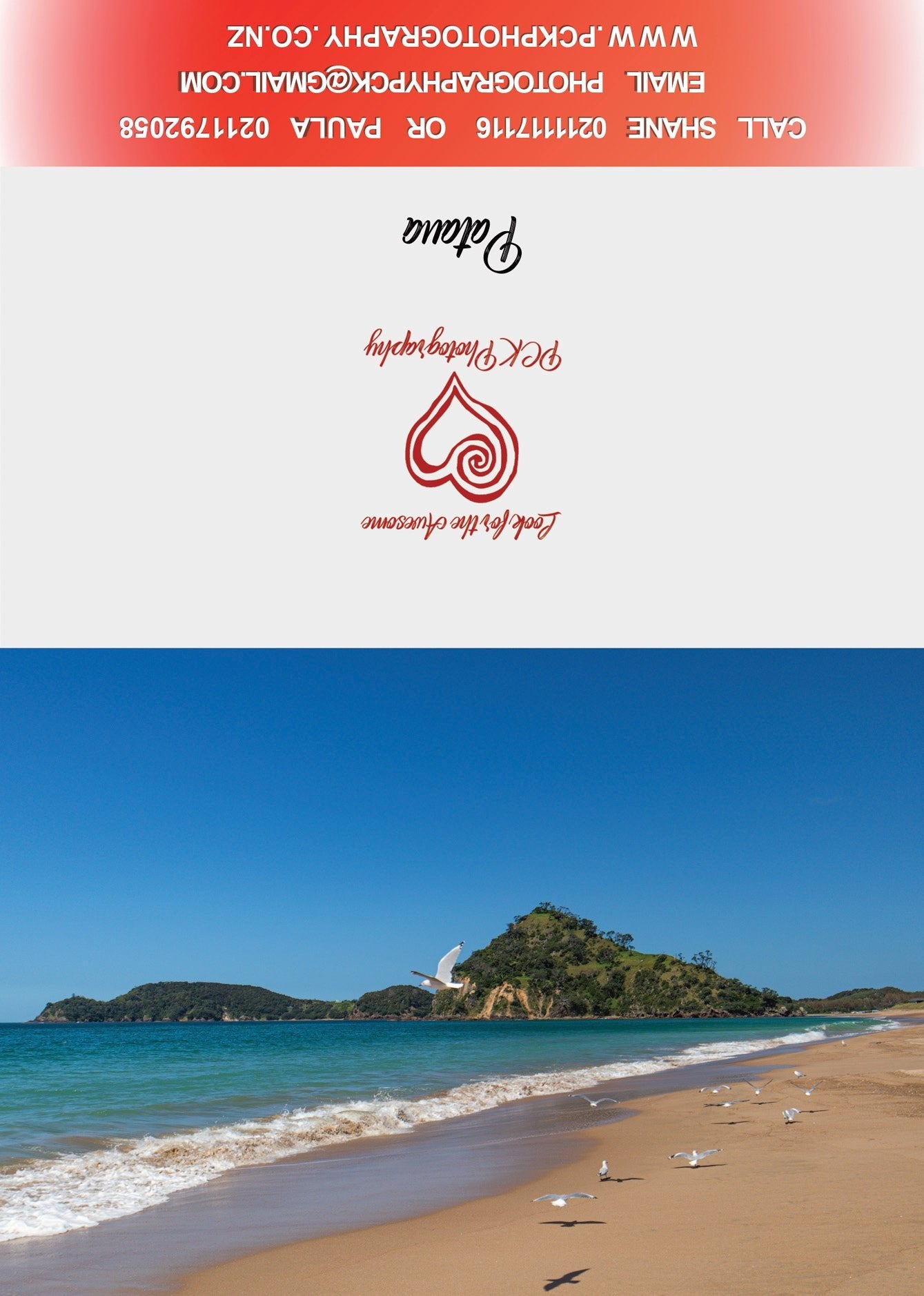 Pataua Seagulls Greeting Card - PCK Photography