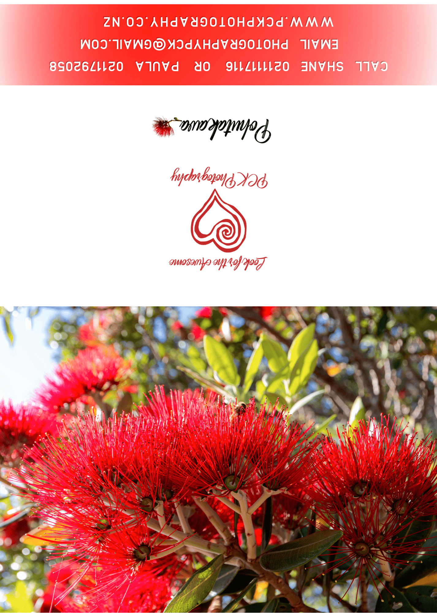 Pohutakawa #3 Greeting Card - PCK Photography