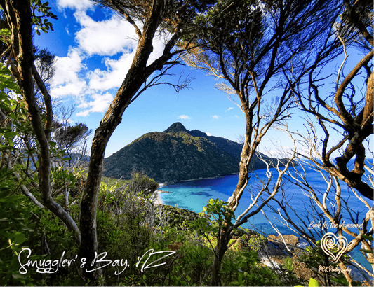 Smuggler's Bay Mt Lion - Magnetic Postcard - PCK Photography
