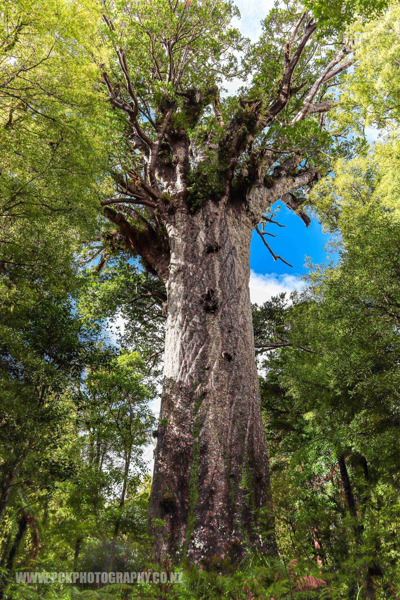 Tane Mahuta Shower Curtain 120cm x 180cm - PCK Photography