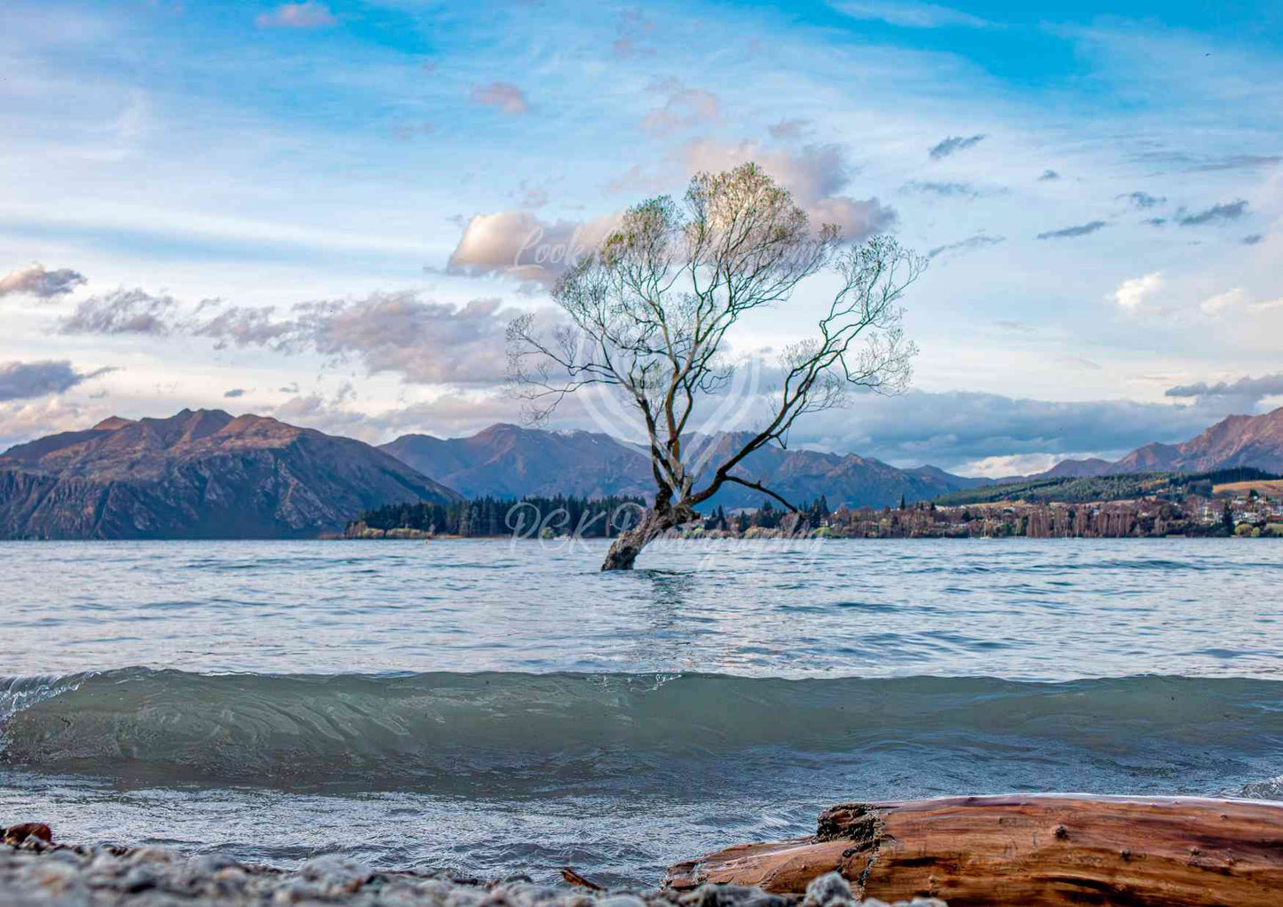 The Wanaka Tree - PCK Photography