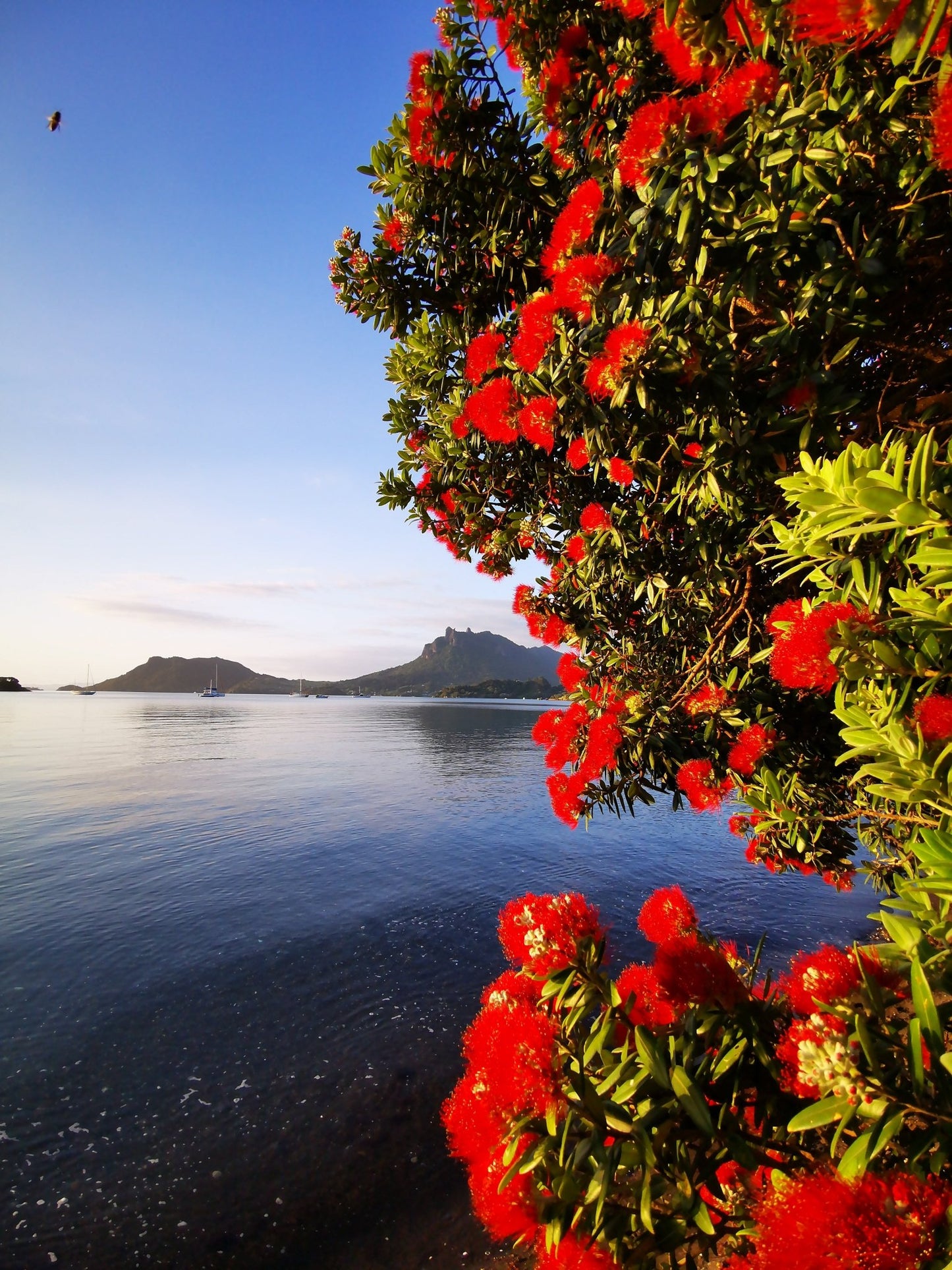 Urquharts Bay Portrait with Bee - PCK Photography
