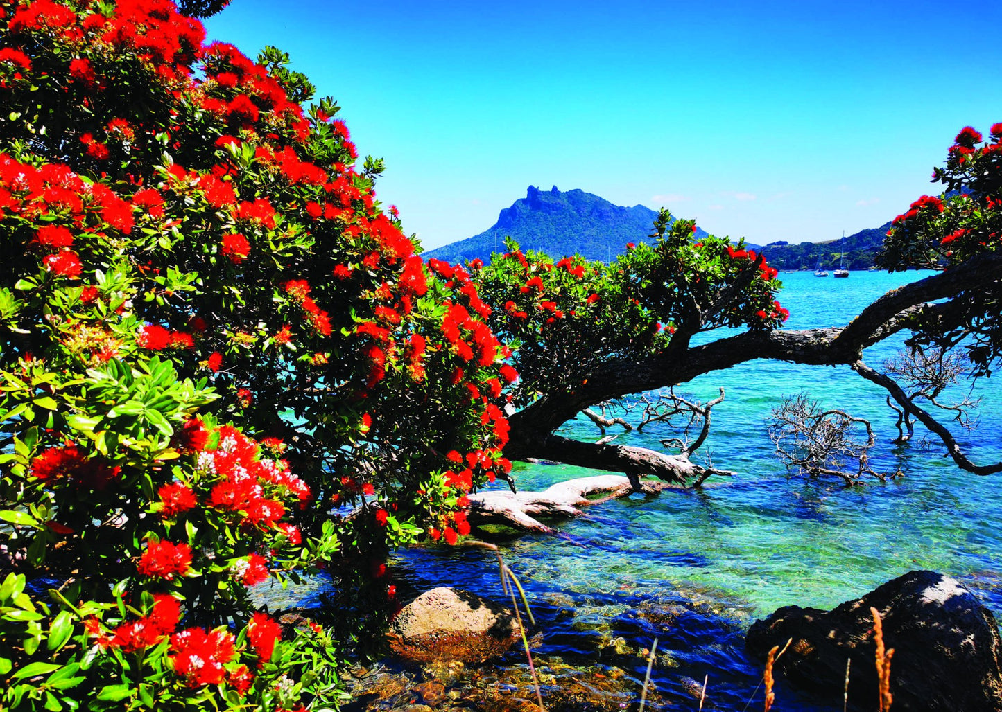 Urquharts Bay rock - PCK Photography