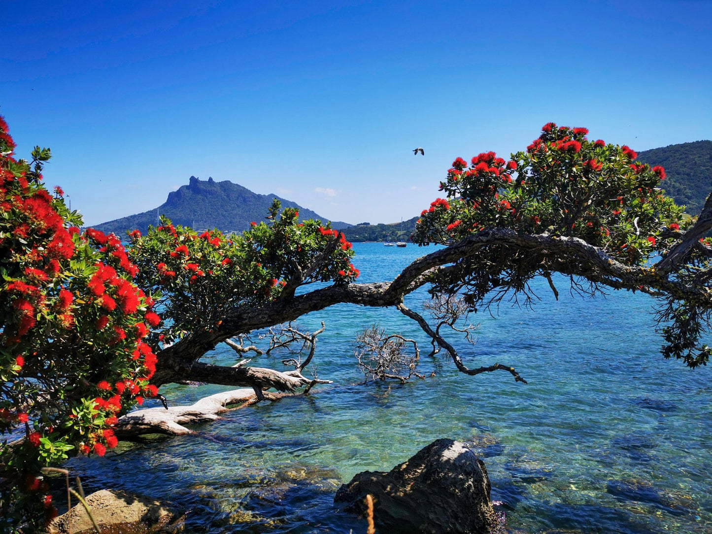 Urquharts Bay with Gull - PCK Photography