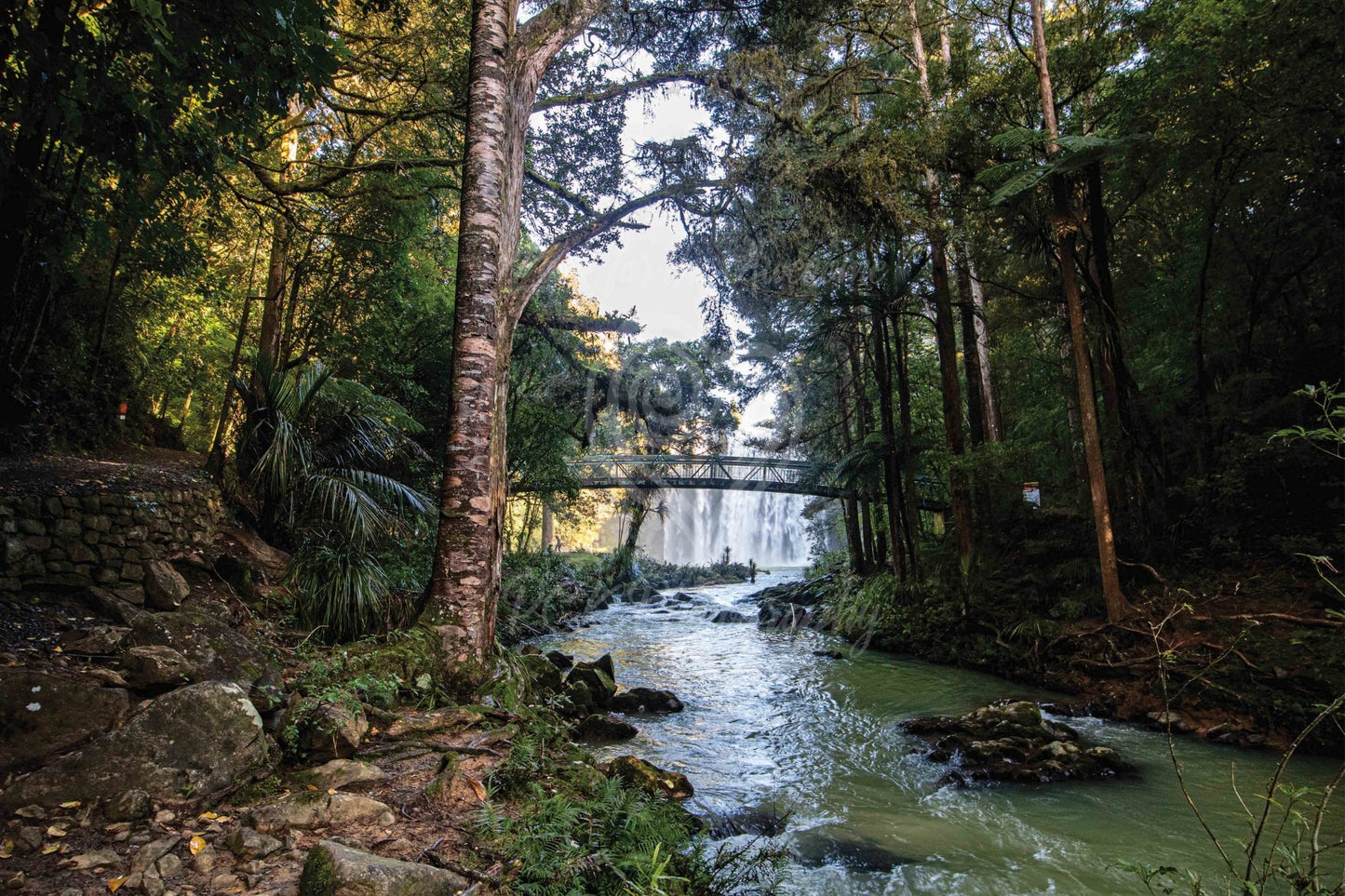 Whangarei Falls - Bridge/Tree - PCK Photography