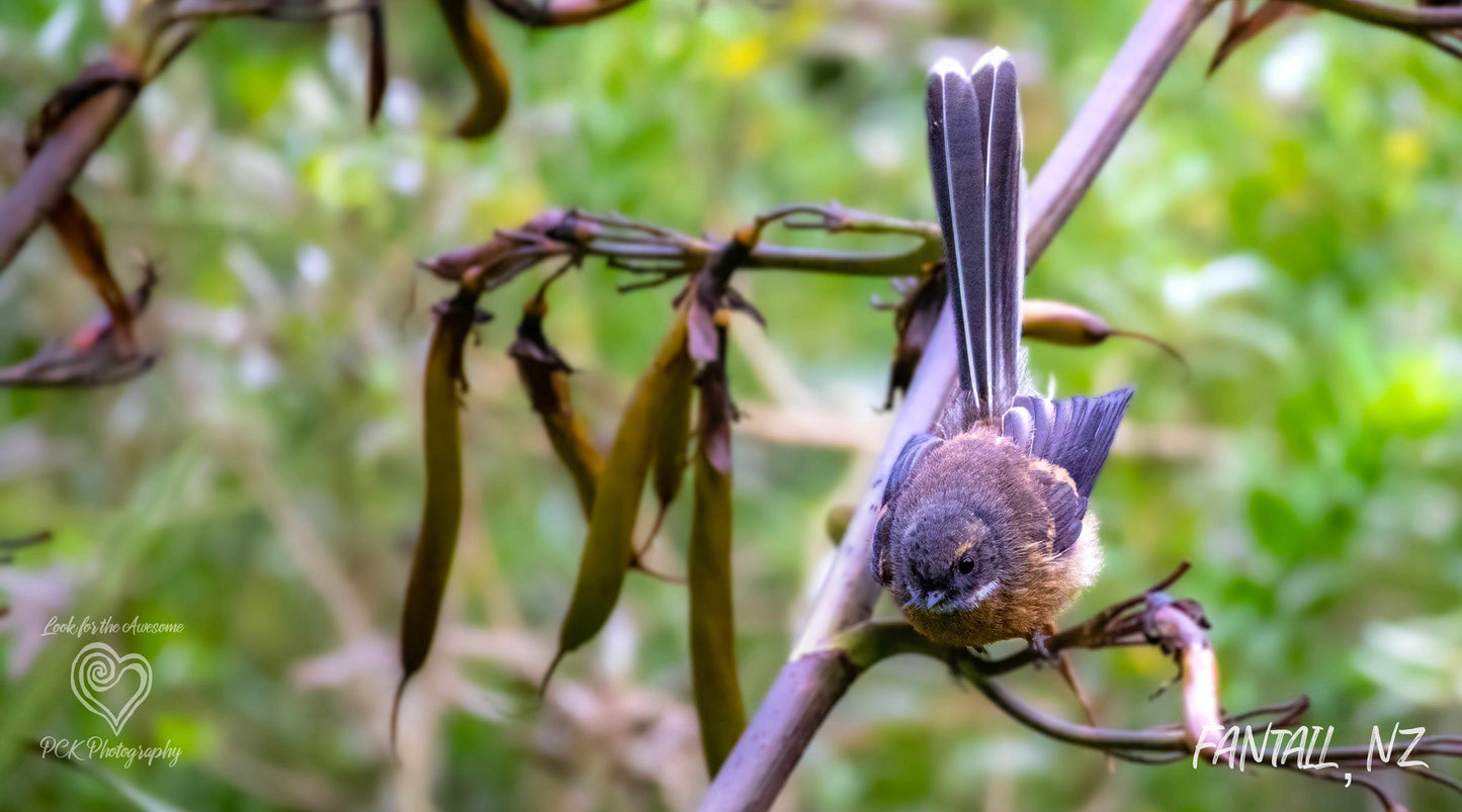 Fantail Fabric Art - PCK Photography