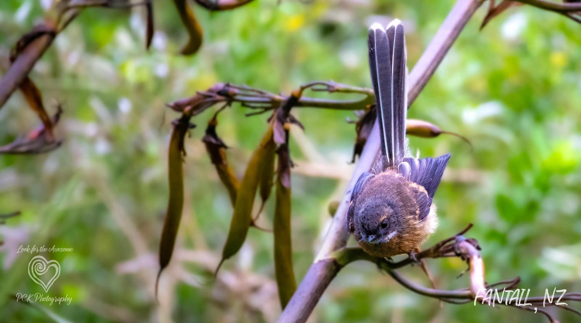 Fantail Fabric Art - PCK Photography