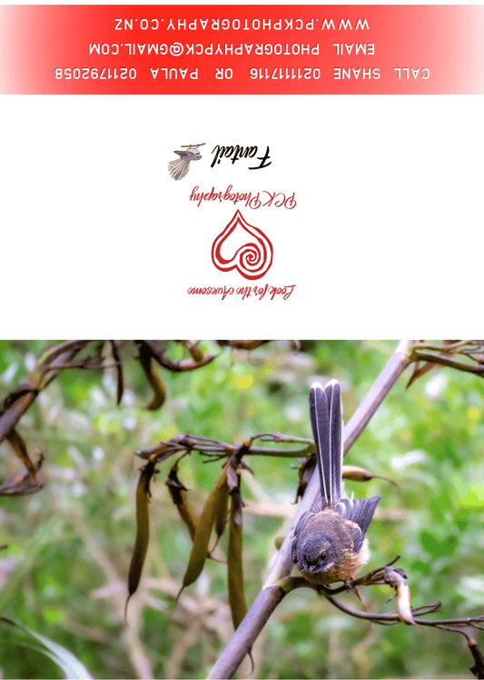 Fantail Greeting Card - PCK Photography