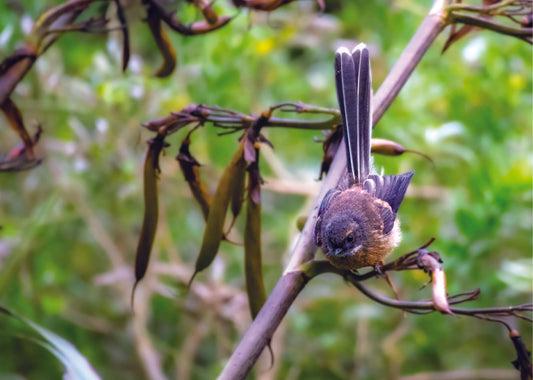 Fantail / Pīwakawaka - PCK Photography