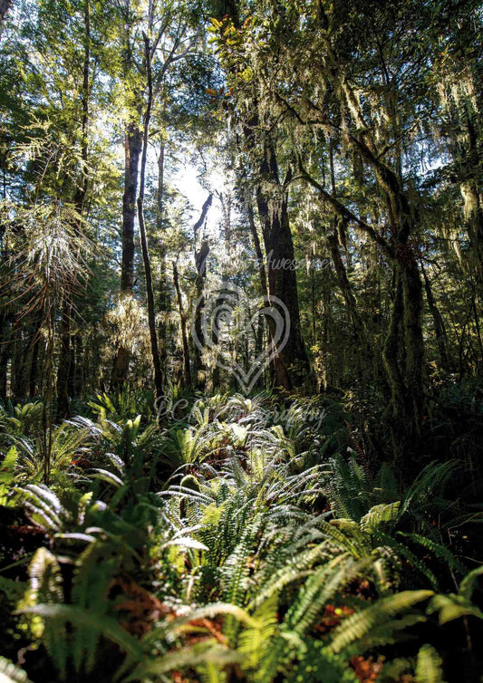 Fiordland National Park - PCK Photography