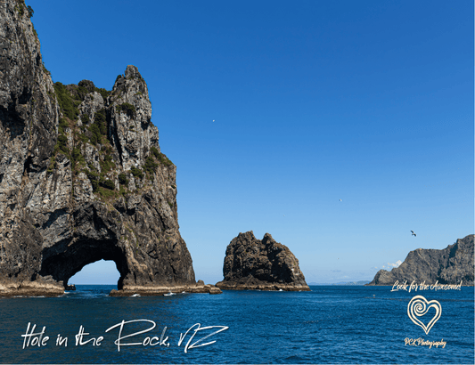 Hole in the Rock Seagull - Magnetic Postcard - PCK Photography
