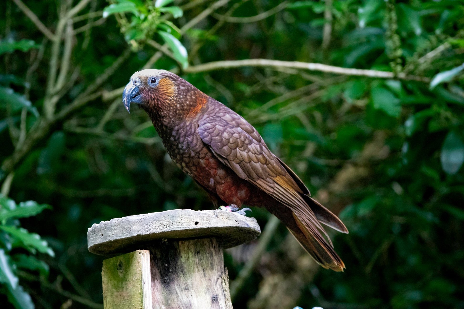 Kākā - PCK Photography