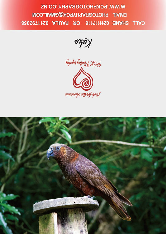 Kaka Greeting Card - PCK Photography
