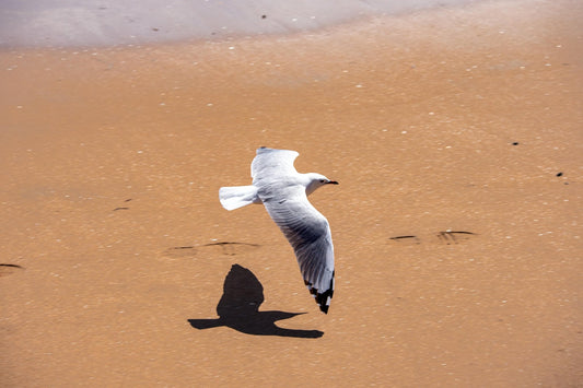 Paihia Seagull - PCK Photography