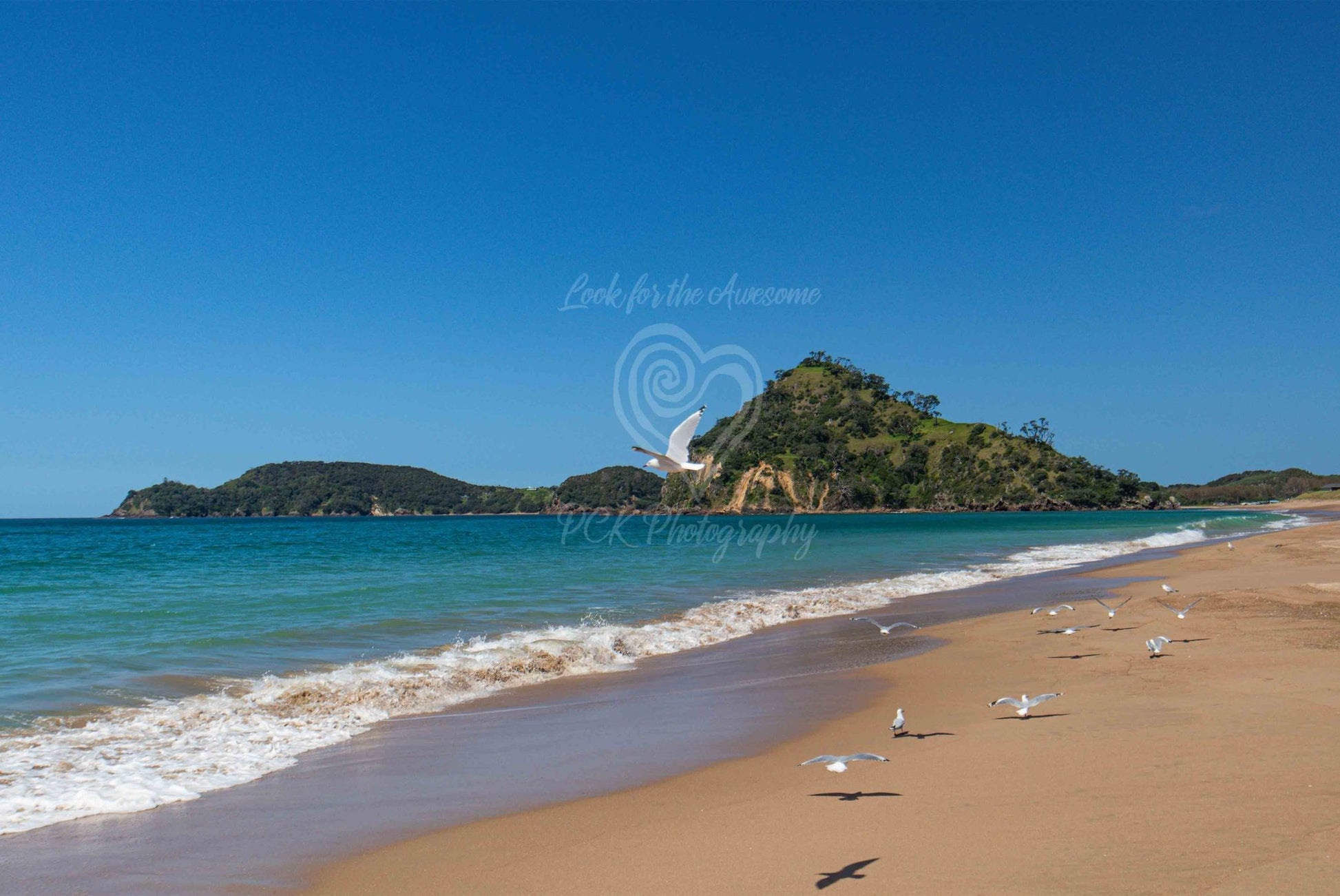 Pataua North - Seagulls - PCK Photography