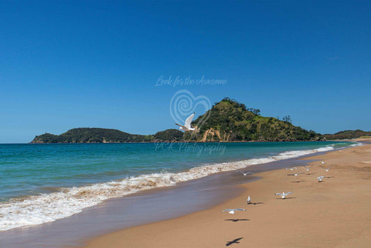 Pataua North - Seagulls - PCK Photography