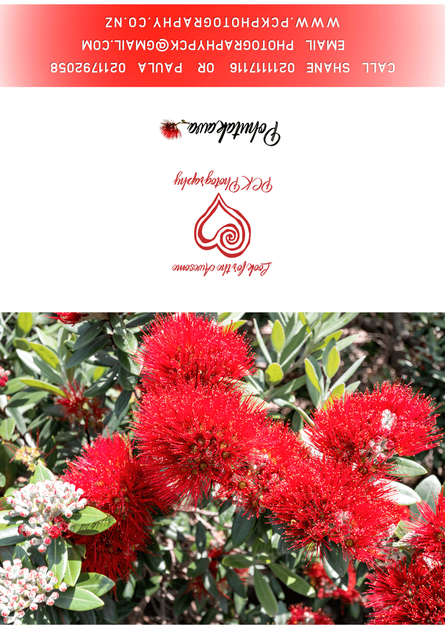 Pohutakawa #2 Greeting Card - PCK Photography