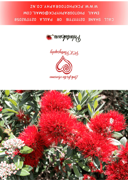 Pohutakawa #2 Greeting Card - PCK Photography