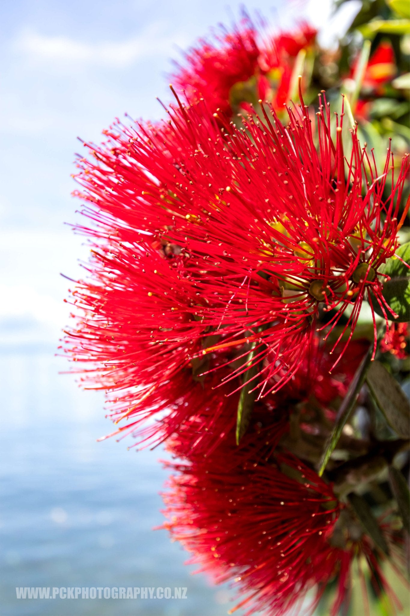 Pohutukawa Shower Curtain 120cm x 180cm - PCK Photography