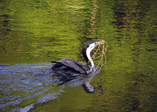 Shag - PCK Photography