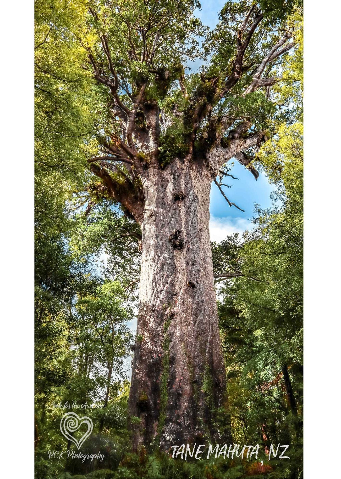 Tane Mahuta Fabric Art - PCK Photography
