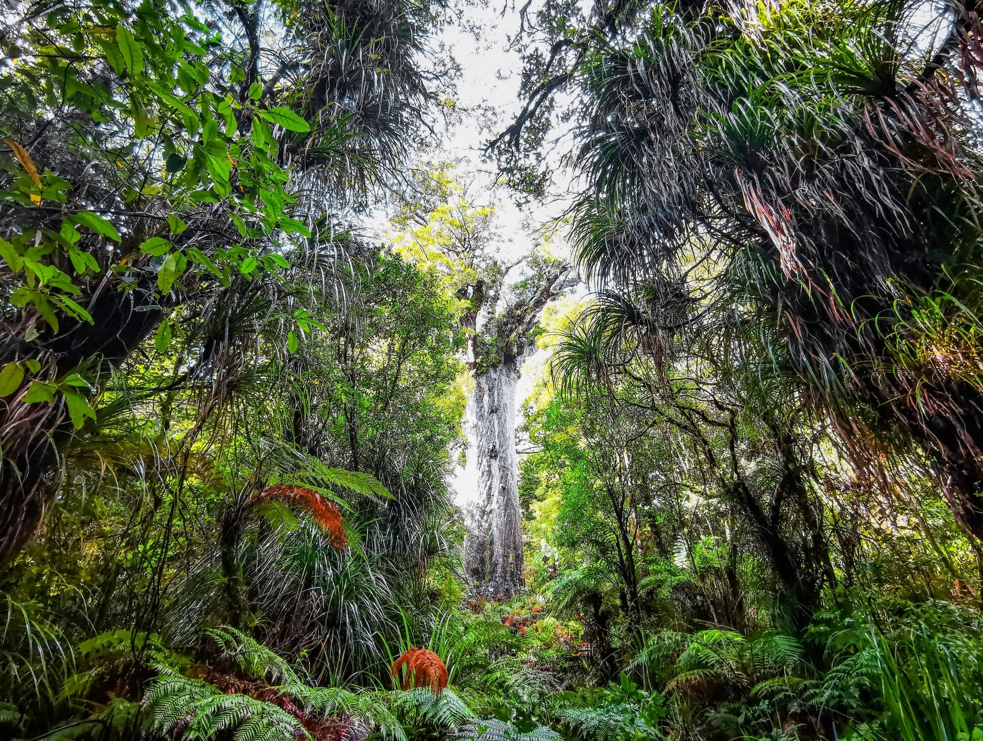 Tane Mahuta Far Shot - PCK Photography