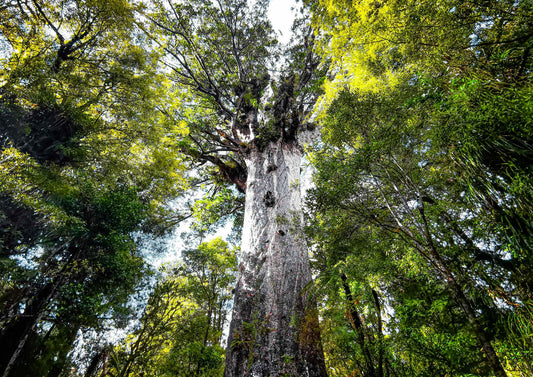 Tane Mahuta Wall Shot - PCK Photography