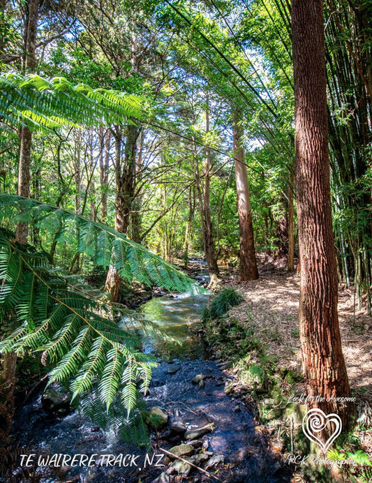 Te Wairere Track - Magnetic Postcard - PCK Photography