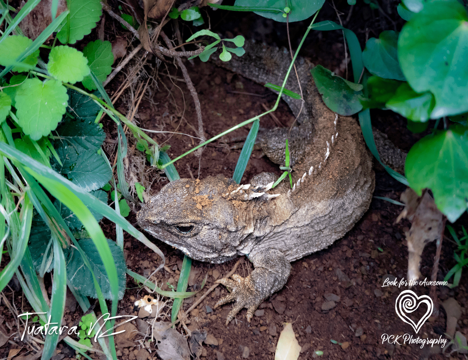 Tuatara - Magnetic Postcard - PCK Photography