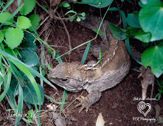 Tuatara - Magnetic Postcard - PCK Photography