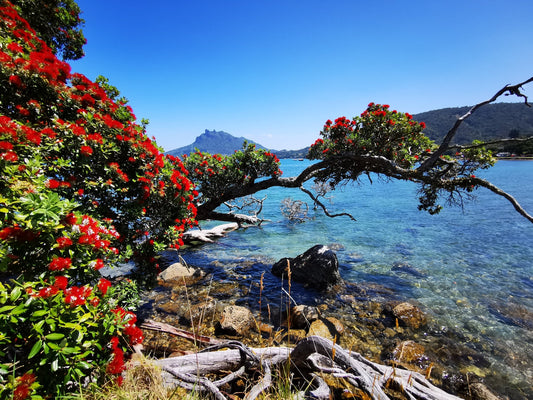 Urquharts Bay Driftwood - PCK Photography