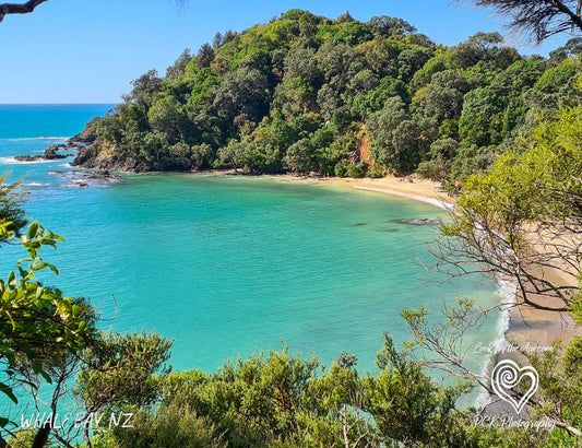 Whale Bay - Magnetic Postcard - PCK Photography