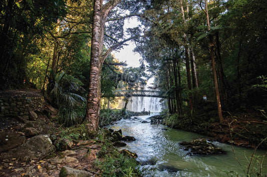 Whangarei Falls - Bridge/Tree - PCK Photography