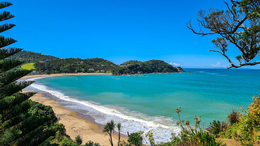 Whangaumu Bay - Pine - PCK Photography